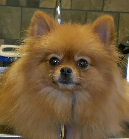 Companion Animal Clinic - Tecumseh , United States