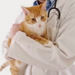 Cat Care Clinic - Sammamish , United States