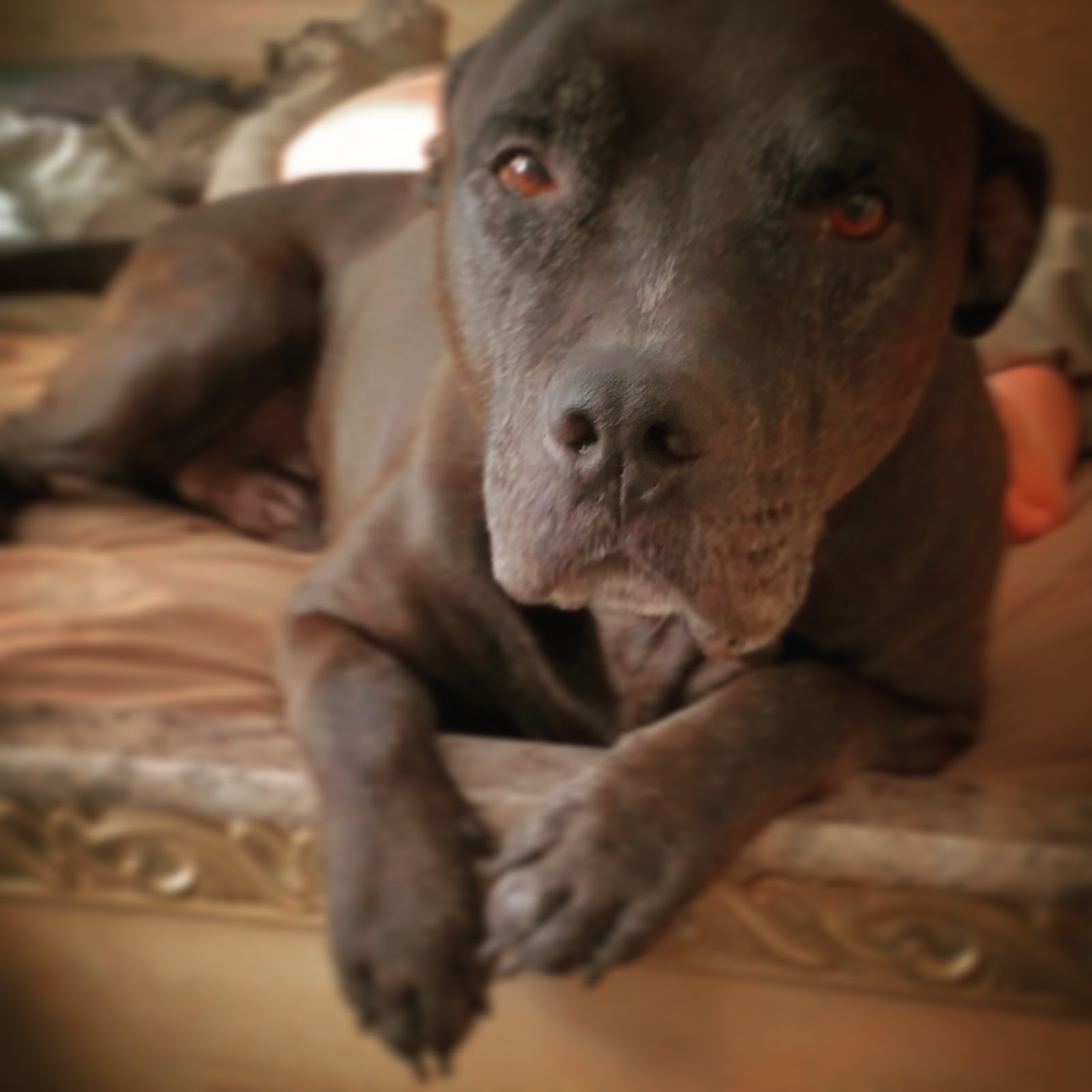 Cottman Animal Hospital - Cheltenham , United States