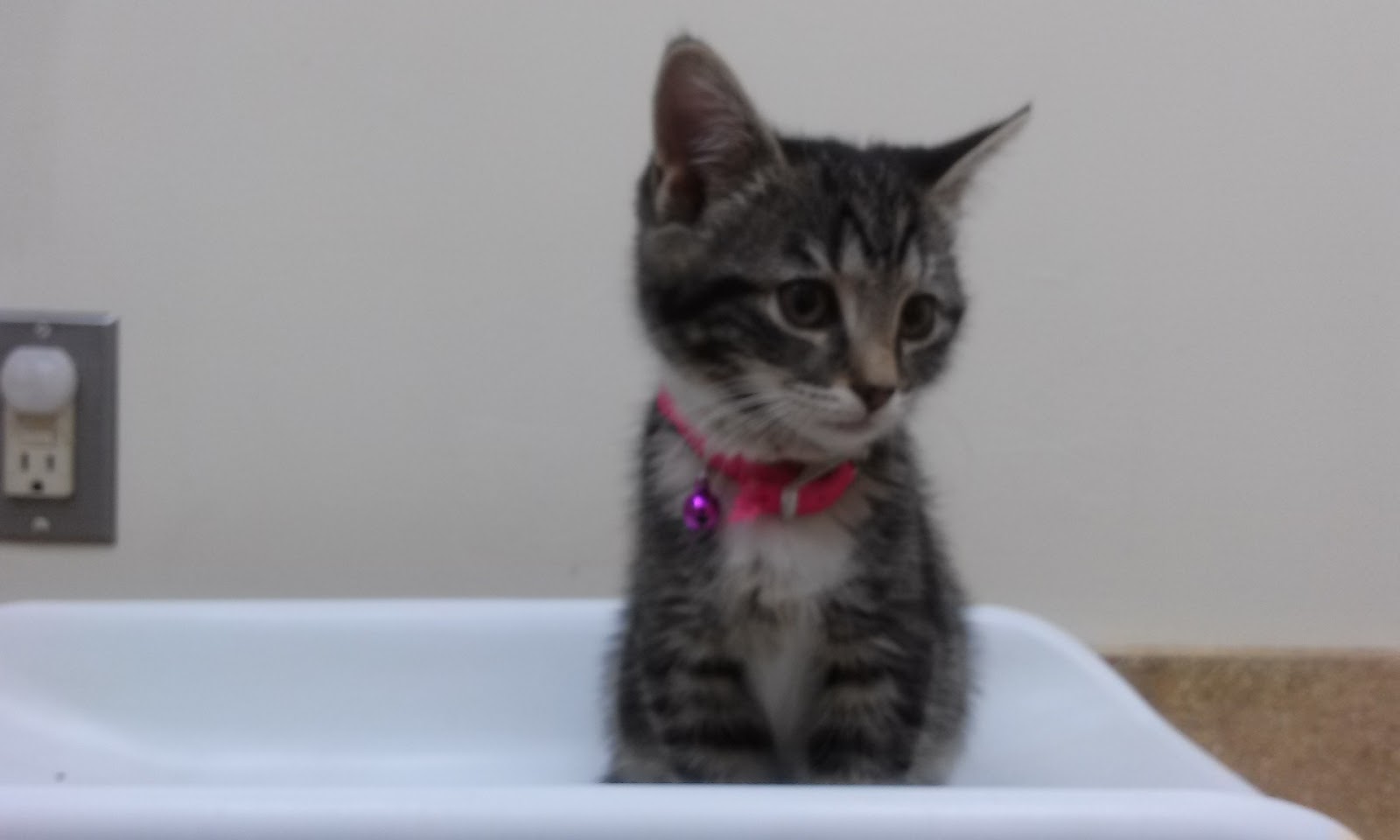 Gardner Animal Care Center - Gardner , United States