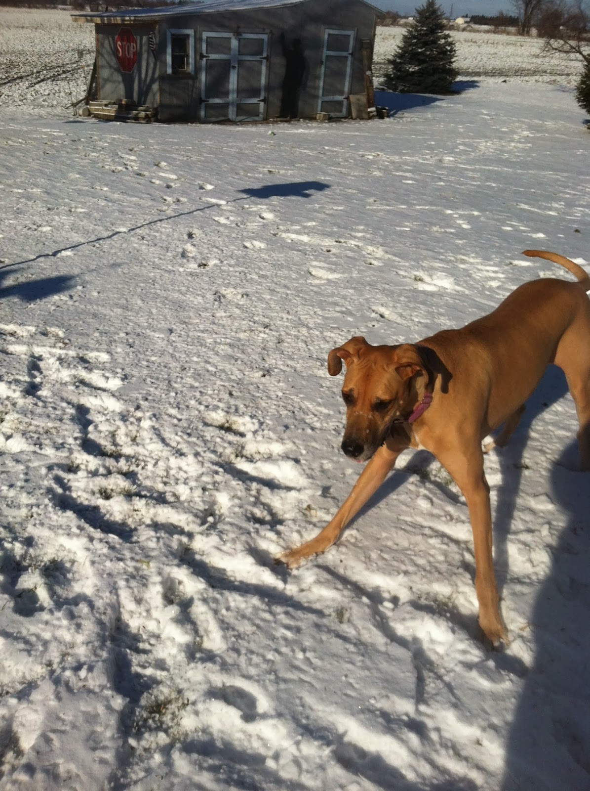 Michigan Avenue Animal Hospital - Ypsilanti , United States