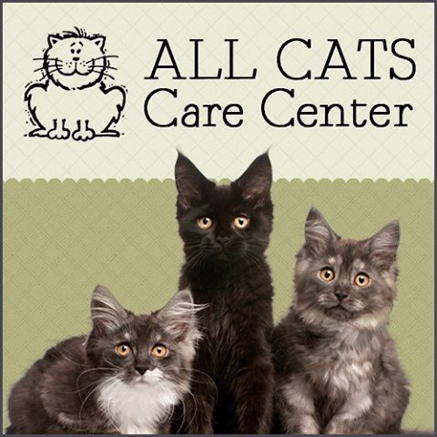All Cats Care Center - Webster , United States