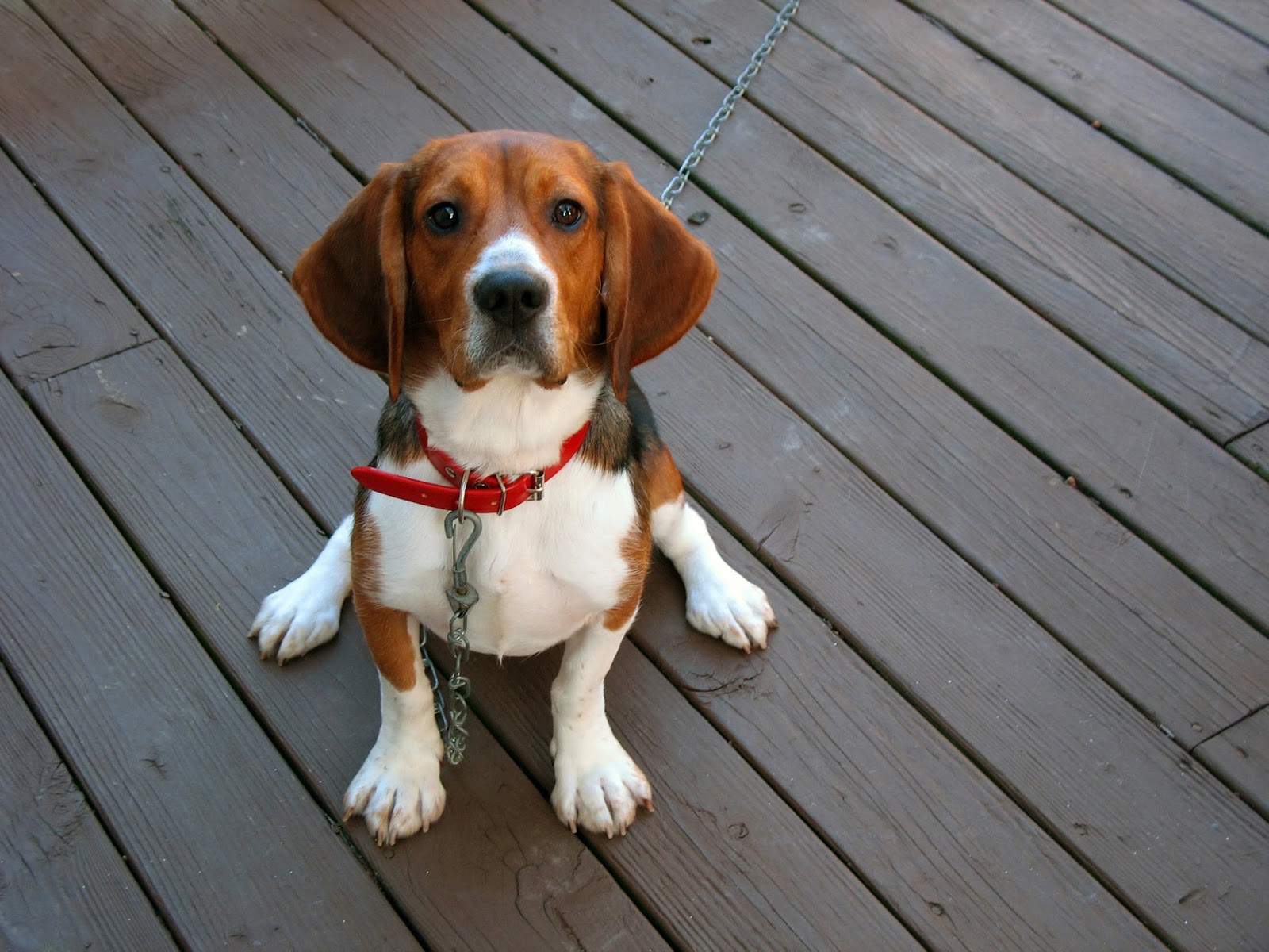 West Cary Animal Hospital - Cary , United States