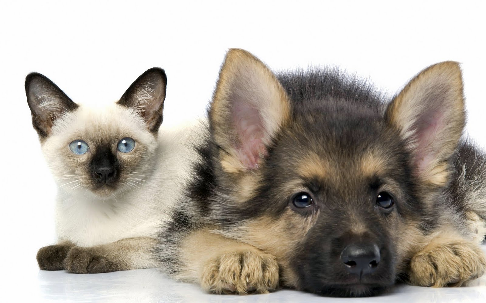 For Pets Sake Vet Clinic - Sturtevant , United States