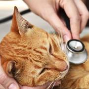 Madison Veterinary Clinic - Madison , United States