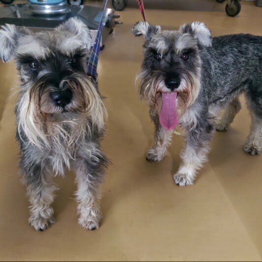 Highfield Veterinary Edenderry - Edenderry , Ireland
