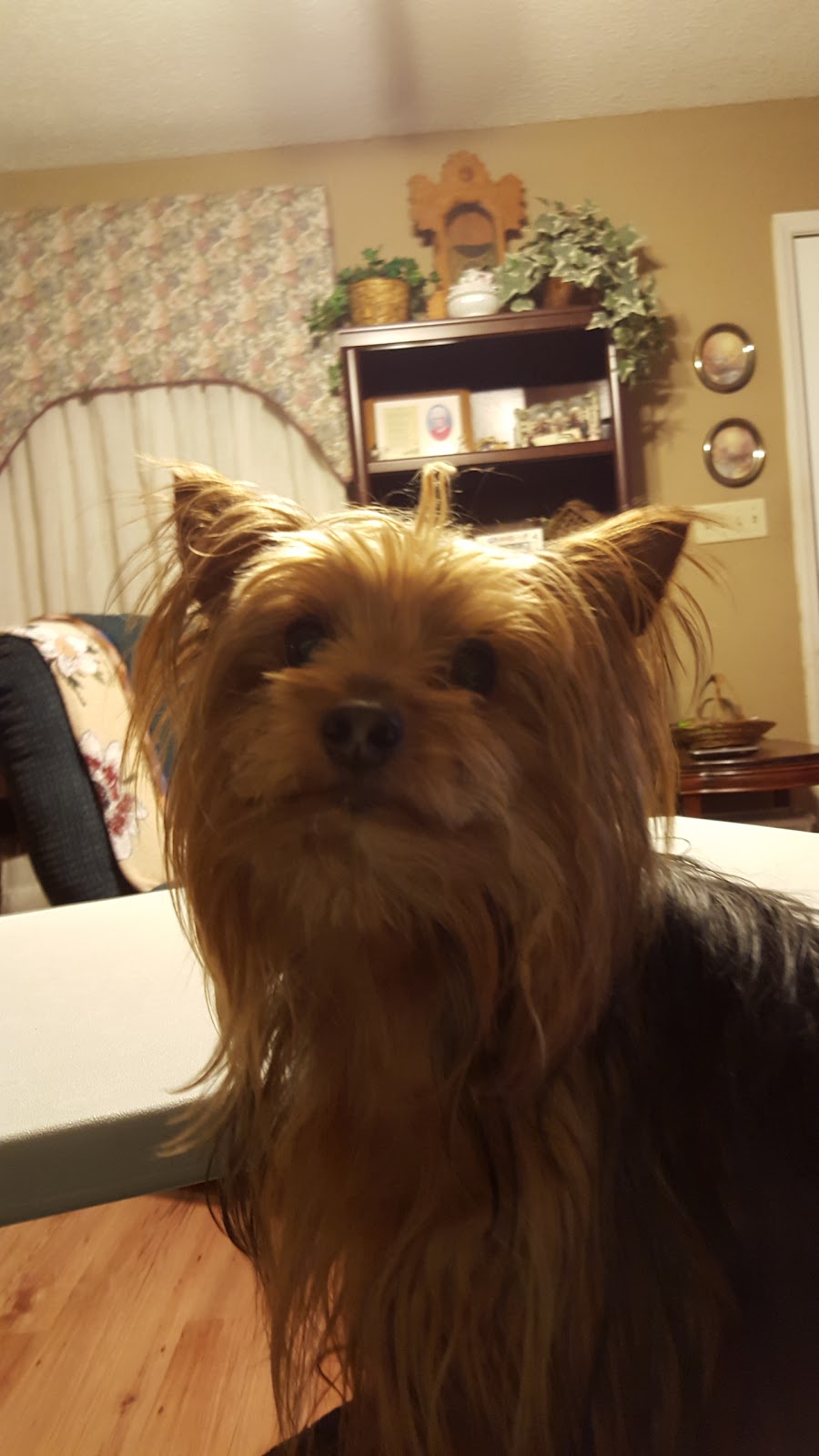 Valley Animal Clinic - Mocksville , United States