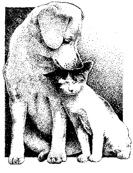 Family Pet Hospital - Edmond , United States