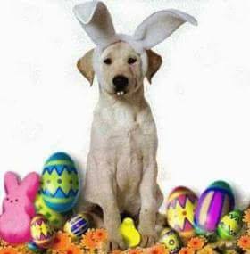 Ardmore Companion Animal Hospital - Ardmore , United States