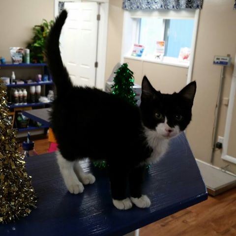 Wags And Whiskers Veterinary Service - Williamsfield , United States