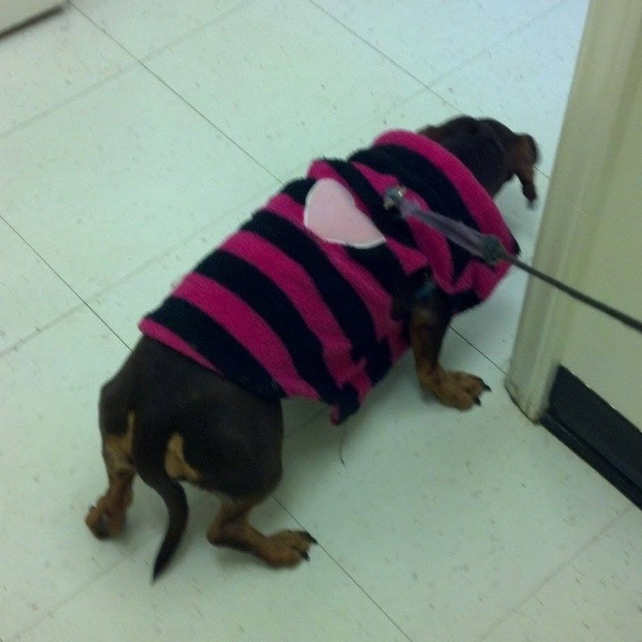 Maple Springs Veterinary Clinic - Sanford , United States