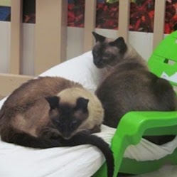 Cat Clinic of Cary - Cary , United States
