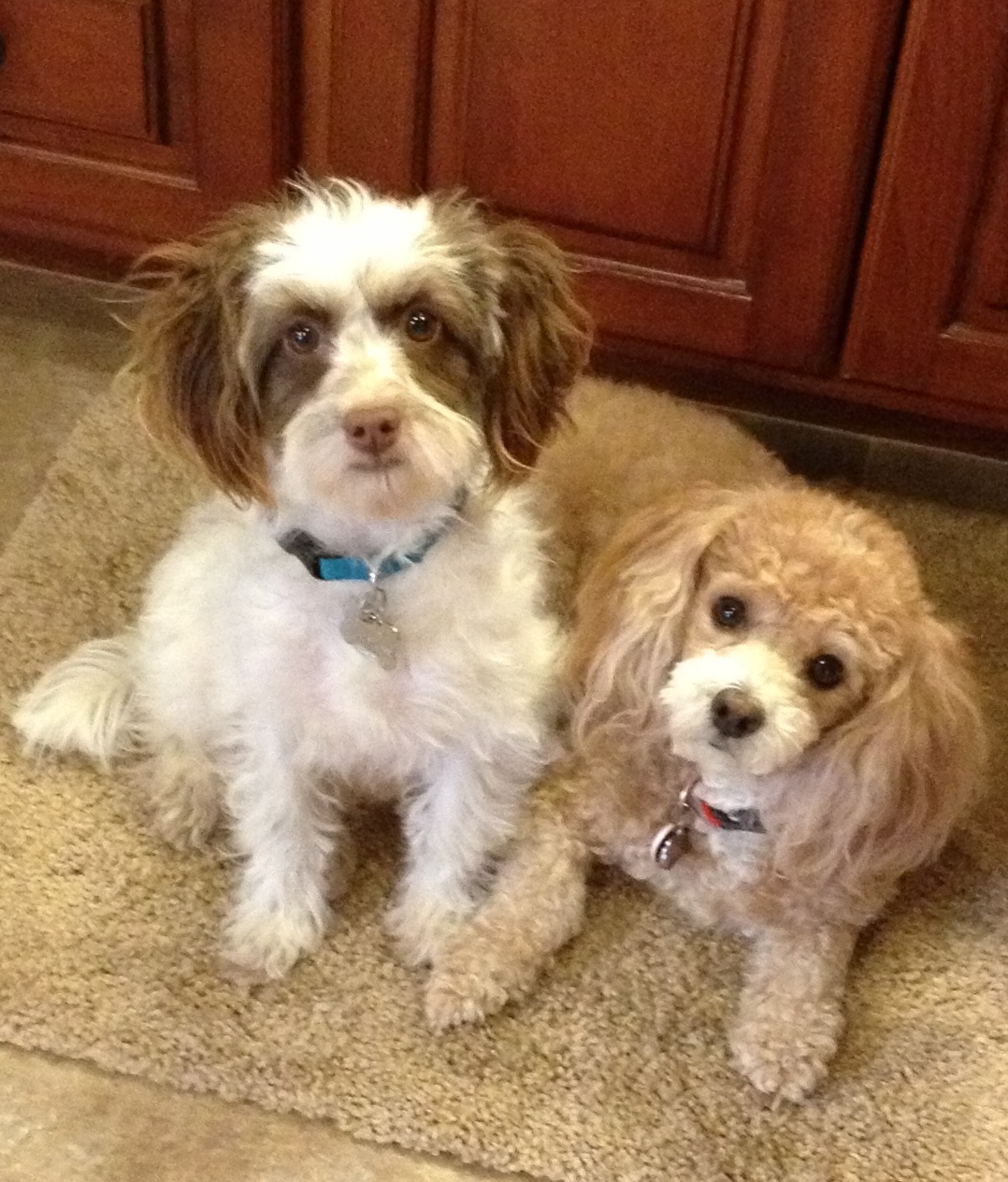 Mount Dora Veterinary Hospital - Mt Dora , United States