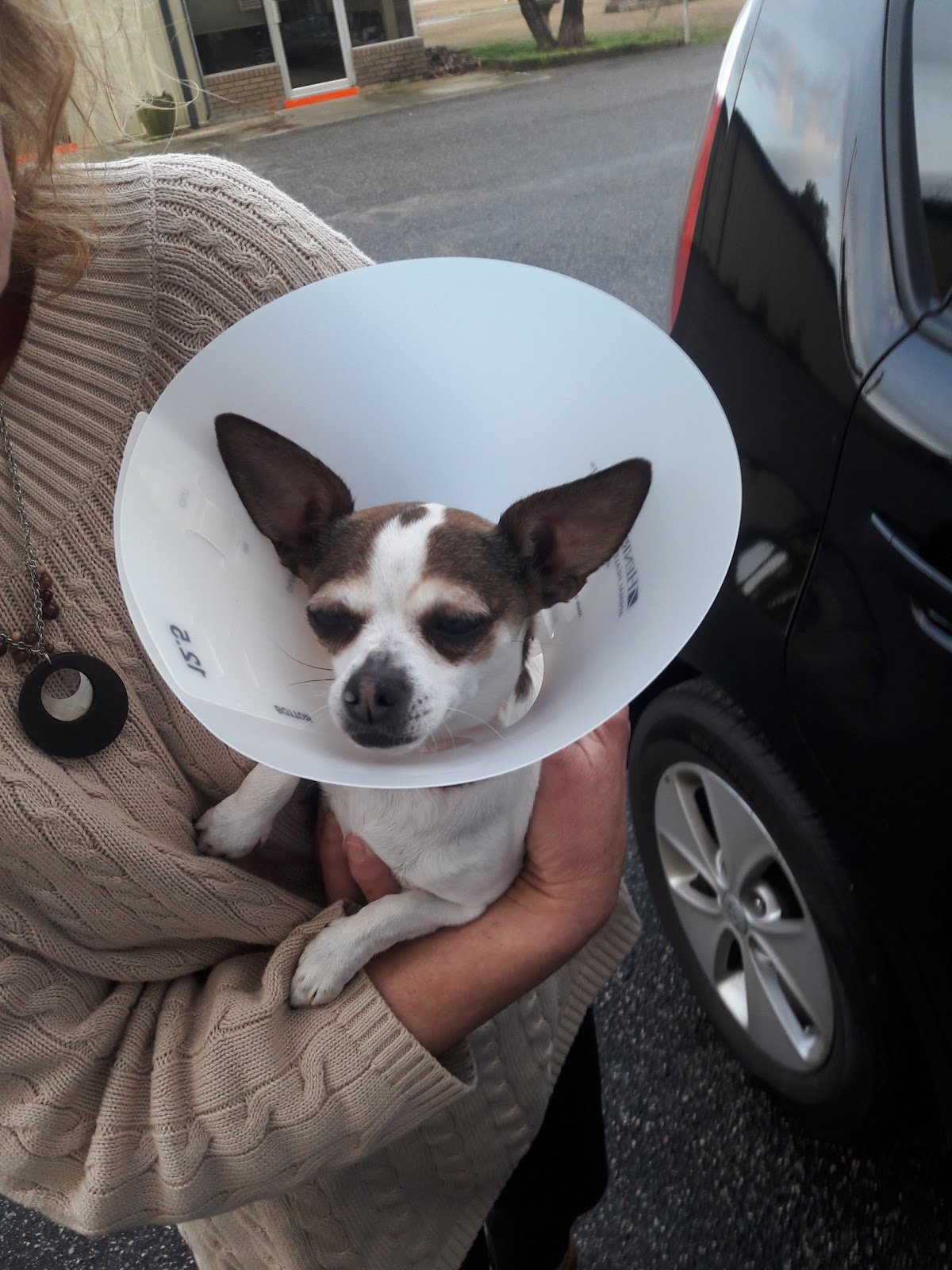 Healing Hands Animal Hospital - Burgaw , United States