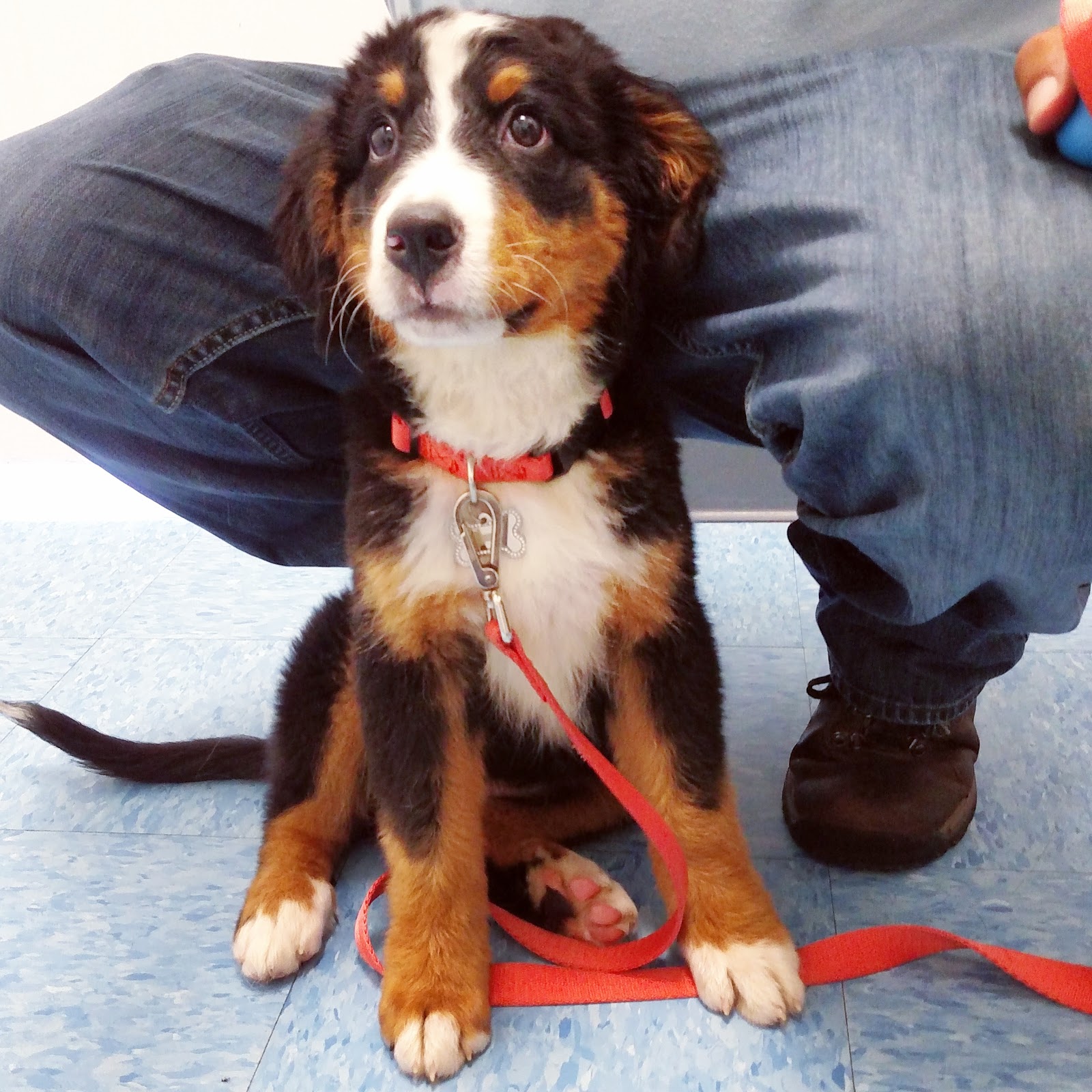 Titan Veterinary Services - Warwick , United States