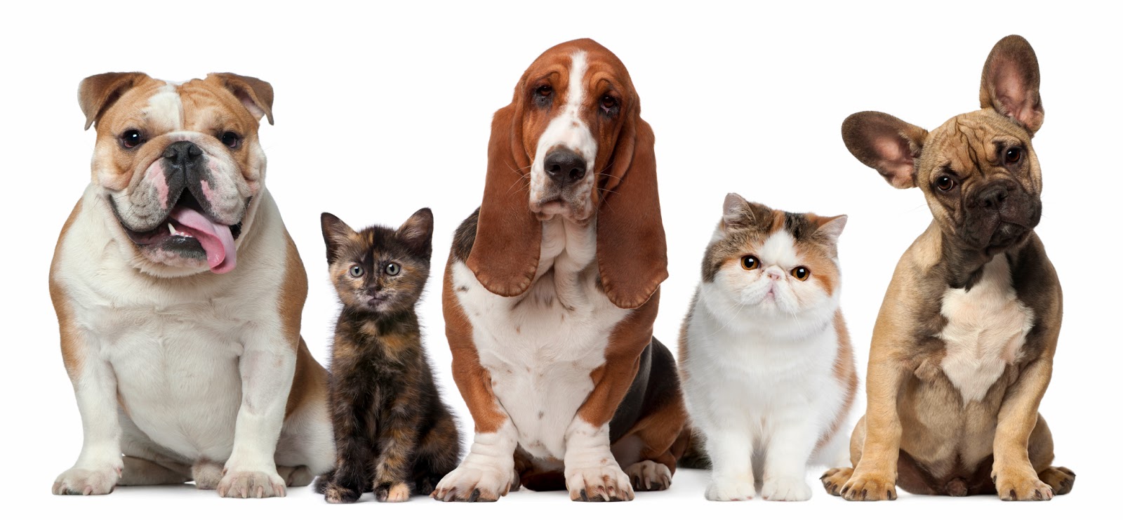 Forum Veterinary Clinic - Chesterfield , United States