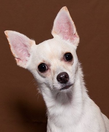 Trailridge Pet Hospital - Shawnee , United States
