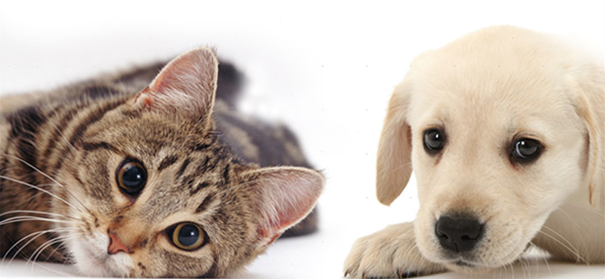 Pearl River Veterinary Hospital - Pearl River , United States