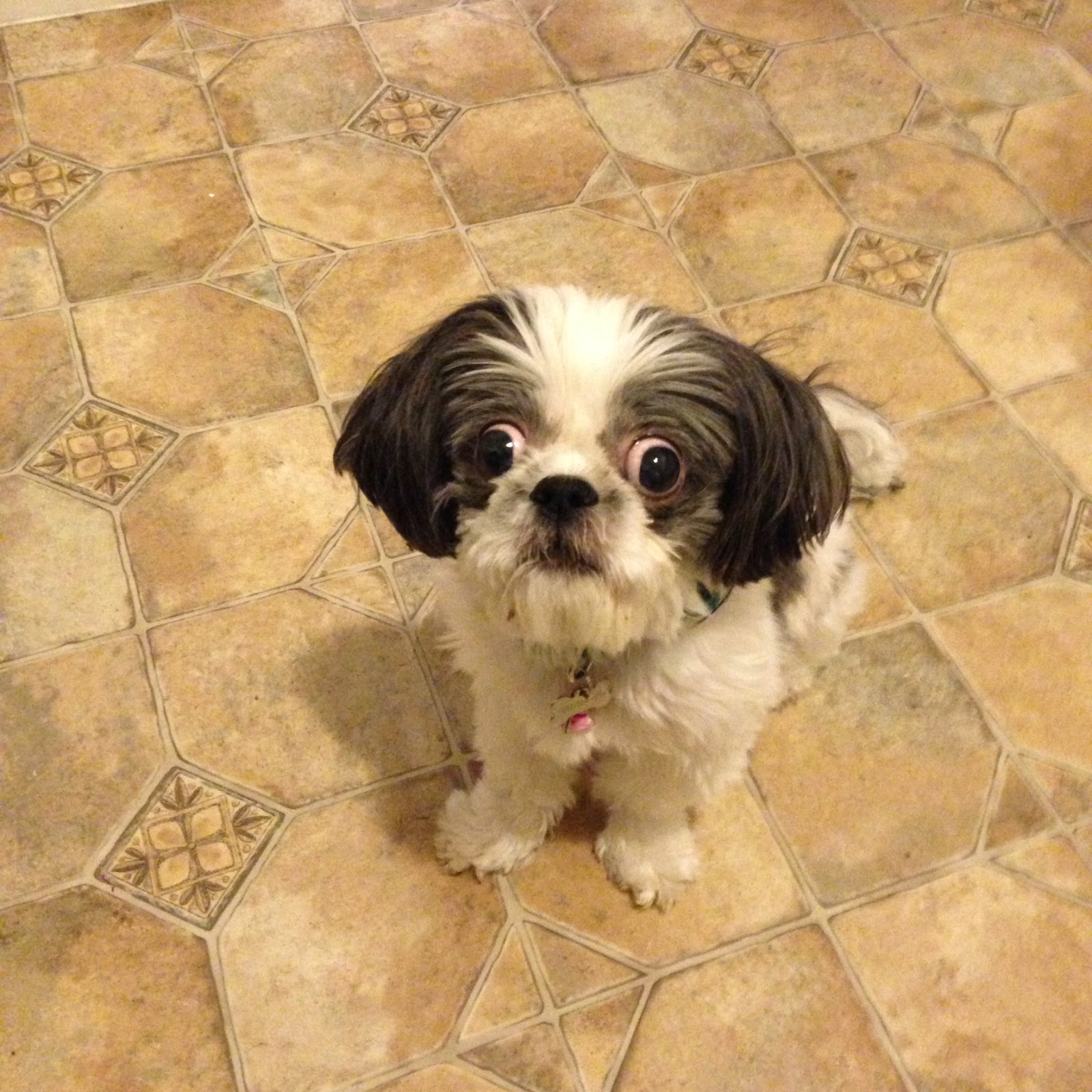 Advanced Veterinary Care A Thrive Pet Healthcare Partner - Salt Lake City , United States