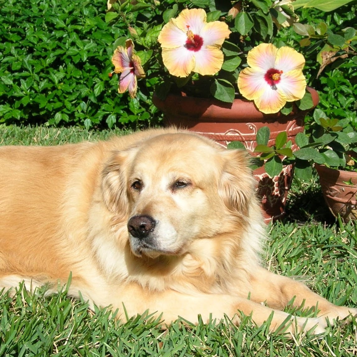 Boulevard Animal Hospital - Stuart , United States