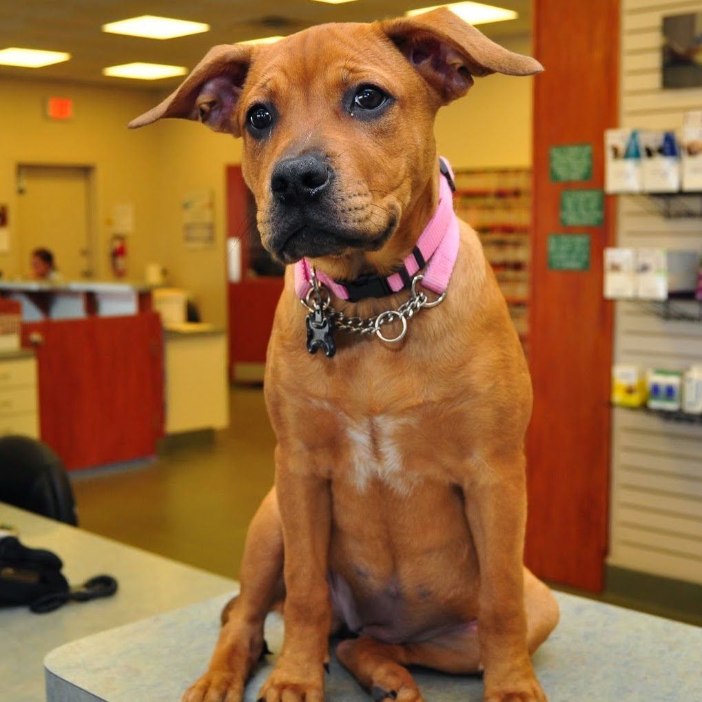 Boat Club Road Animal Hospital - Fort Worth , United States