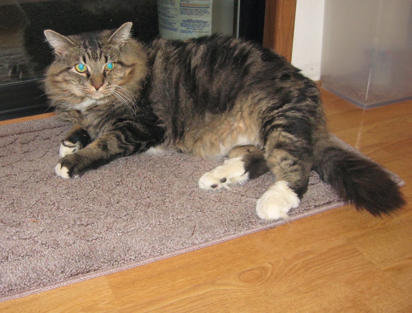 Perrinville Animal Hospital - Edmonds , United States