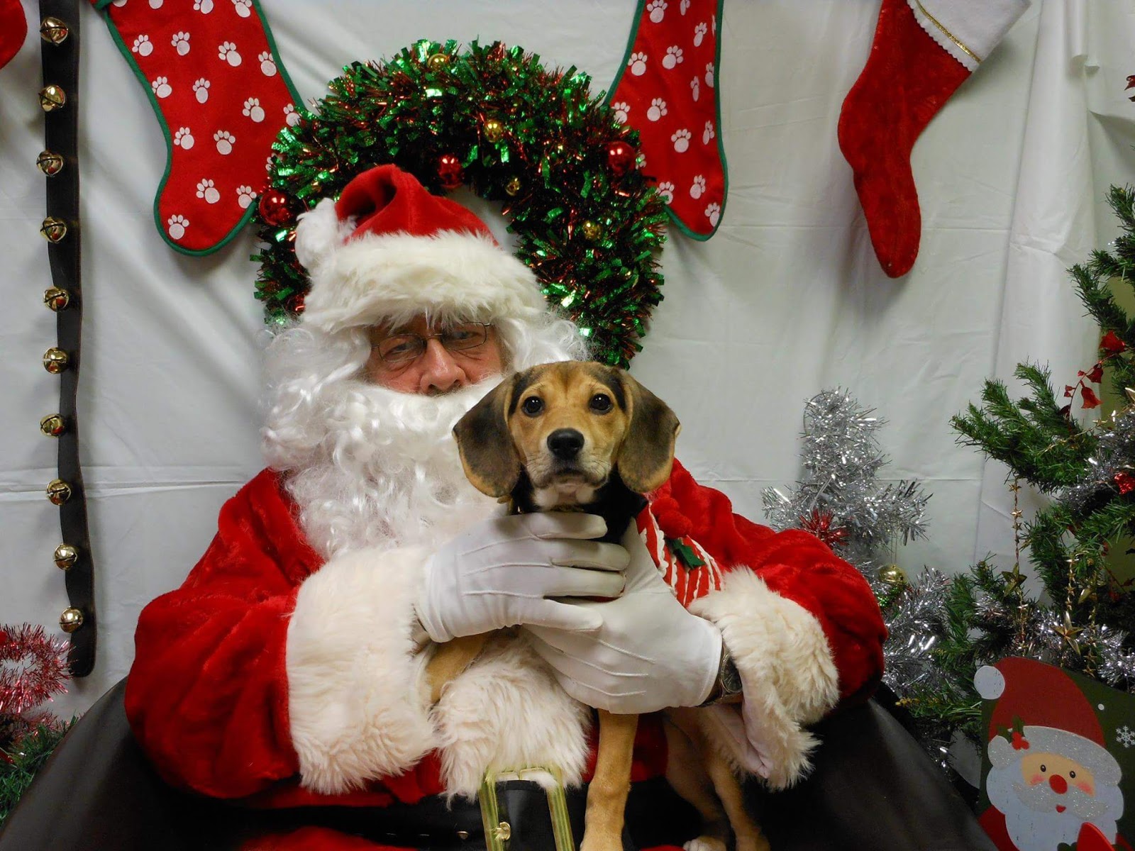 Southtowns Animal Hospital - West Seneca , United States
