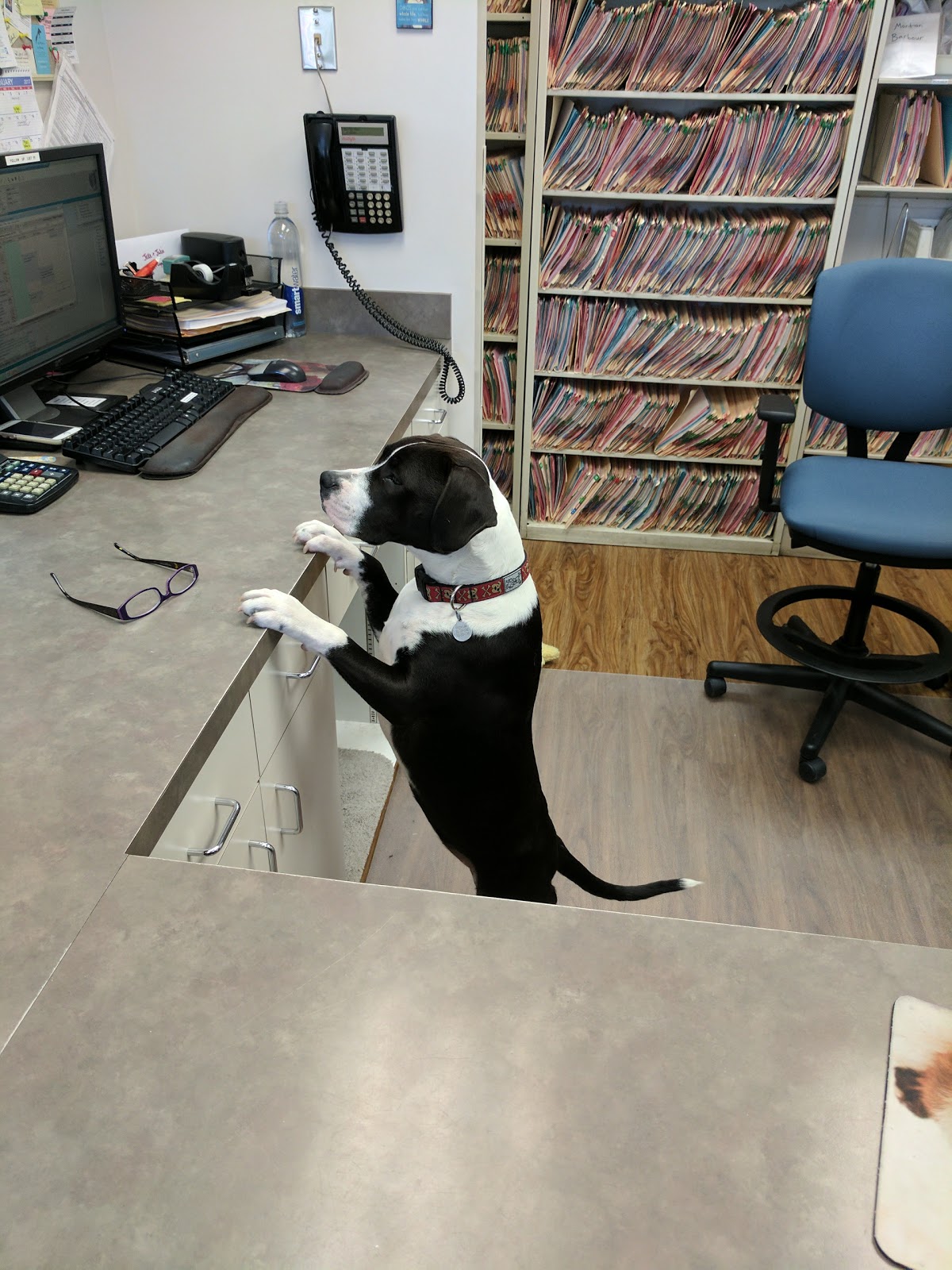 Jonesville Animal Hospital - Newberry , United States