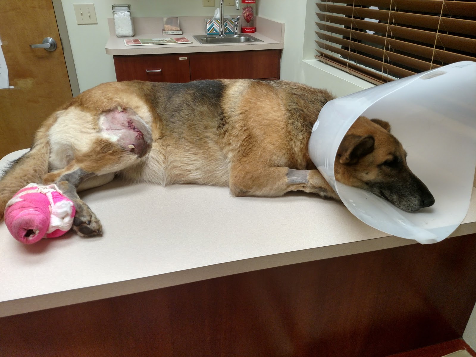 Animal Emergency Center - Columbus , United States