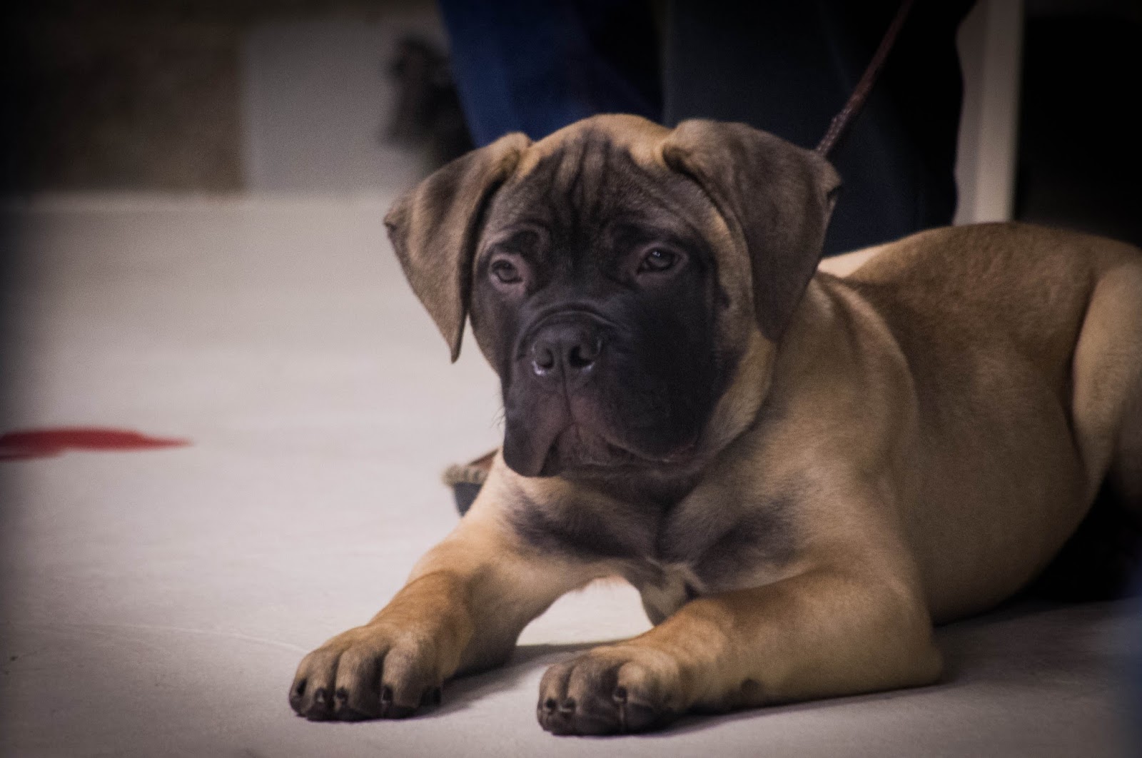 Lake Mills Veterinary Clinic - Lake Mills , United States
