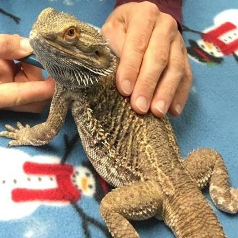 Foster Veterinary Clinic - Foster , United States