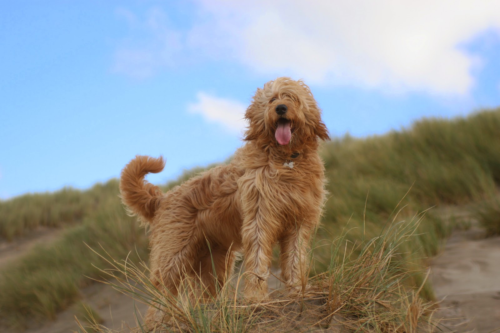 Summerhill Veterinary Centre - Newport , United Kingdom