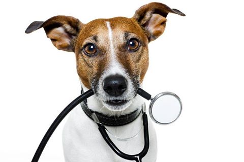 Brookfield Veterinary Centre - Tauranga , New Zealand