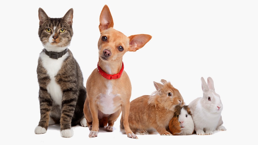 Pascoe Vale Veterinary Hospital - Pascoe Vale , Australia