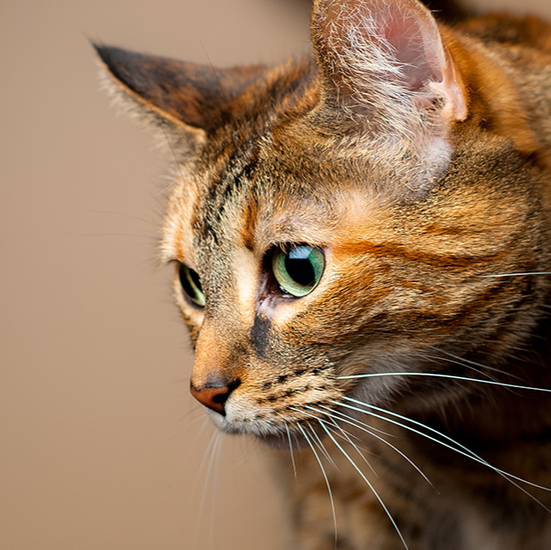 Amazon Animal Clinic - Westland , United States