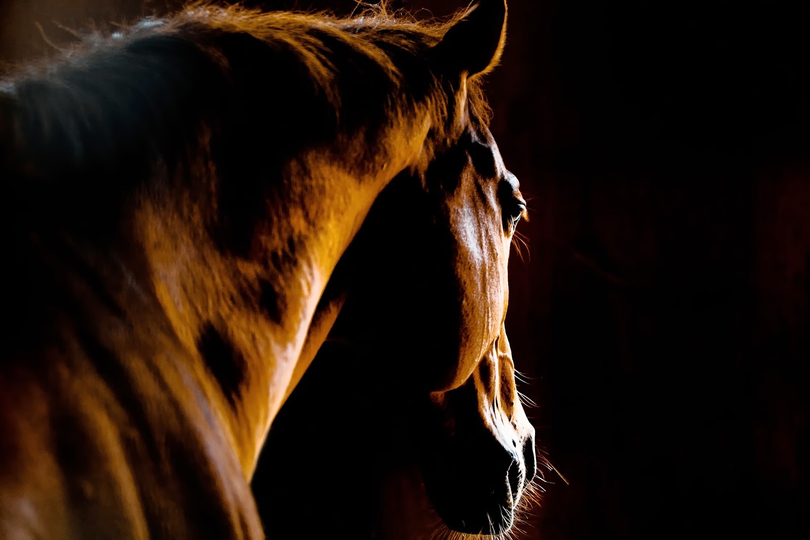 Paton and Lee Equine Veterinary Surgery - Benfleet , United Kingdom