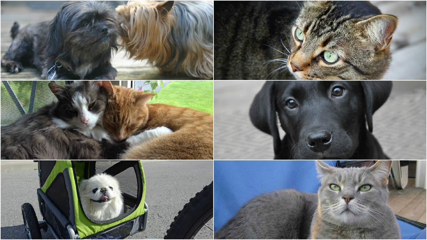 East York Animal Clinic - East York , Canada