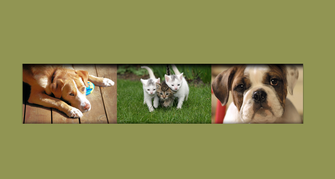 Forest West Animal Clinic - Houston , United States