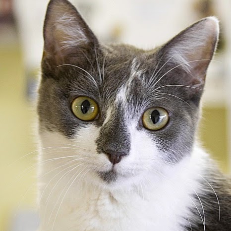 Vetlove Strathpine Veterinary Surgery - Lawnton , Australia