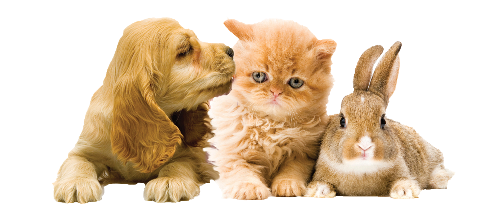 Bath Veterinary Group Peasedown Veterinary Surgery - Bath , United Kingdom
