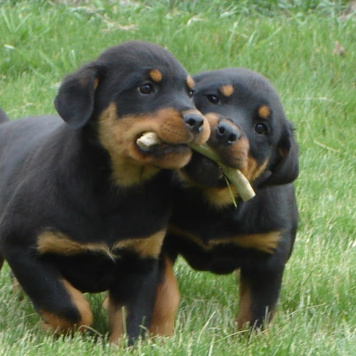 Paws N Claws Veterinary Clinic - Fort Collins , United States