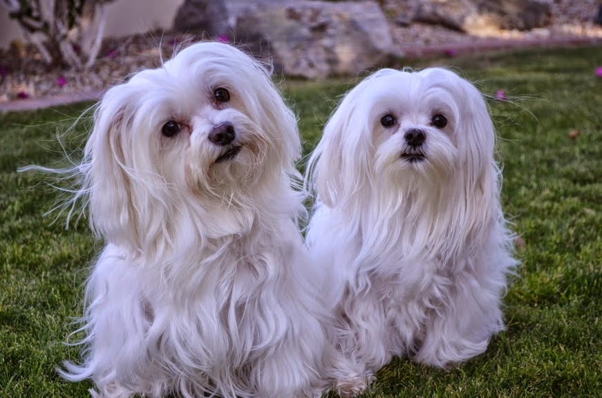 Ahwatukee Animal Care Hospital - Phoenix , United States
