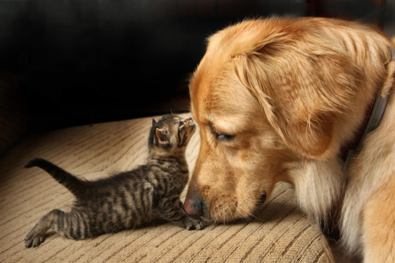 Waunakee Veterinary Clinic - Waunakee , United States