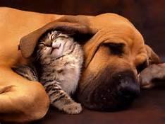 Animal Medical Clinic Of St Charles - St. Charles , United States