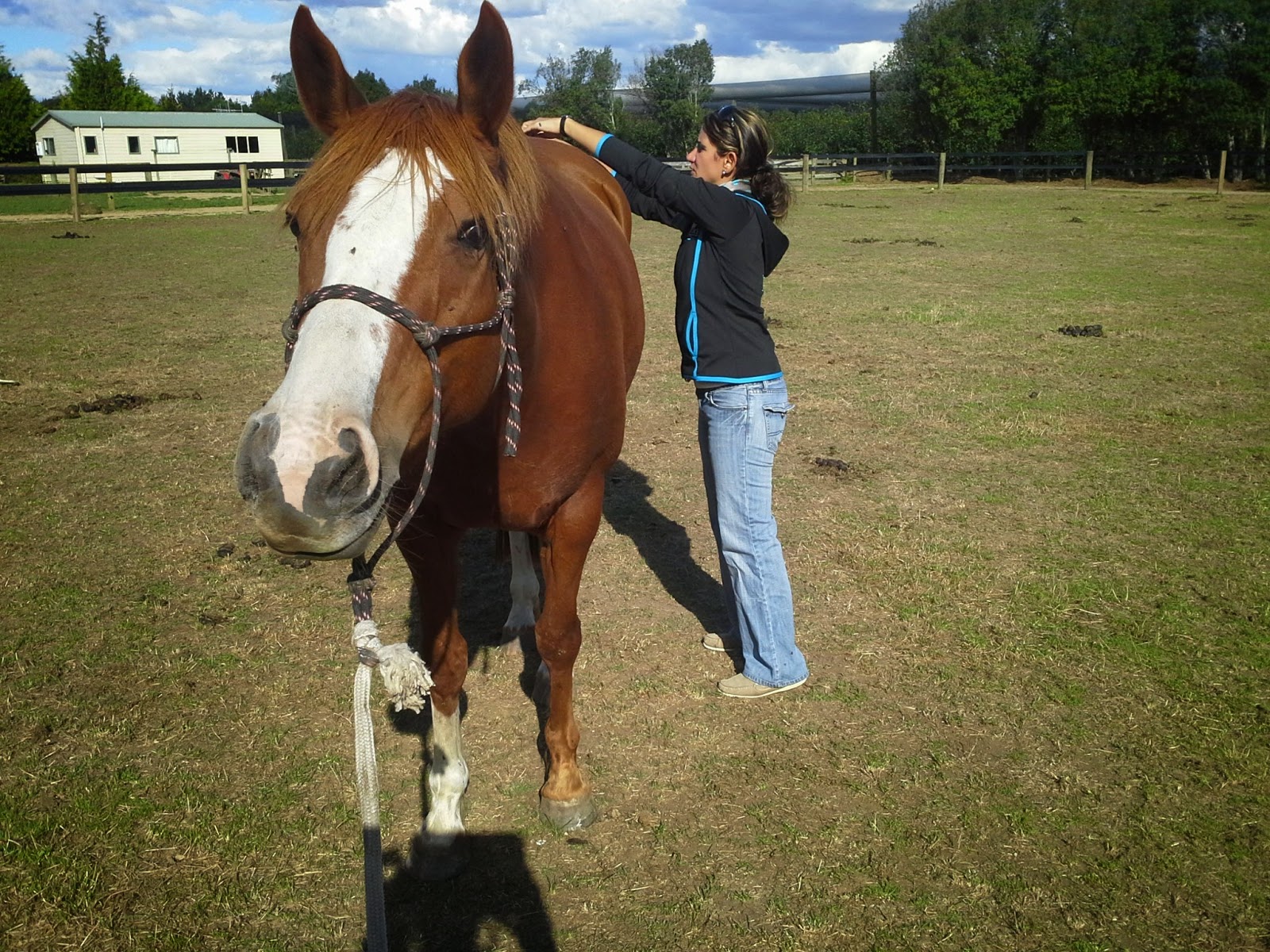 Animal Muscle Release Therapy - Cambridge , New Zealand