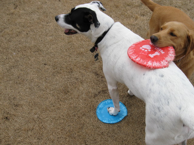 Pet Hospital Of Madison - Madison , United States