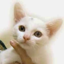 Parkside Veterinary Group - Broughty Ferry , United Kingdom