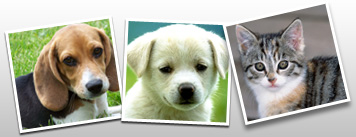 Lewisville North Animal Clinic Pc - Lewisville , United States