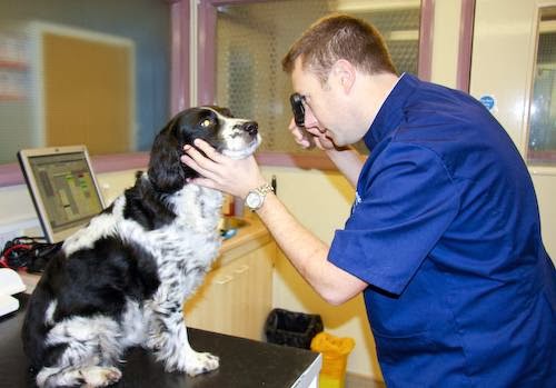 Willows Veterinary Group Laurels Veterinary Surgery - Runcorn , United Kingdom
