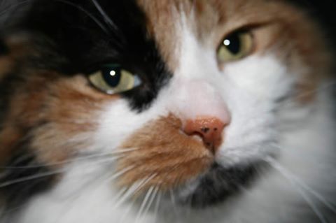House Calls Veterinary Hospital - Eagle , United States
